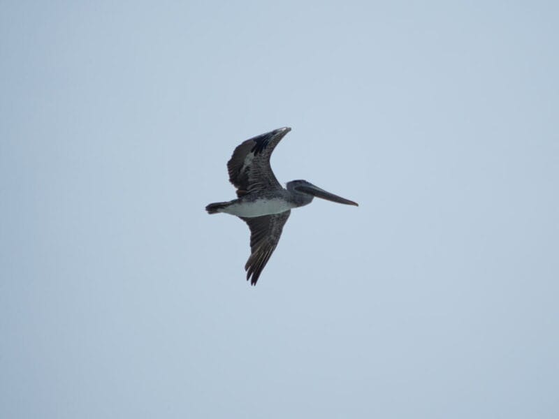Birdwatching en Colombia, los mejores lugares para el avistamiento de aves