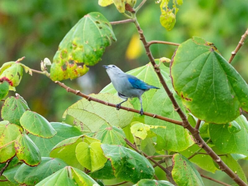 Birdwatching en Colombia, los mejores lugares para el avistamiento de aves