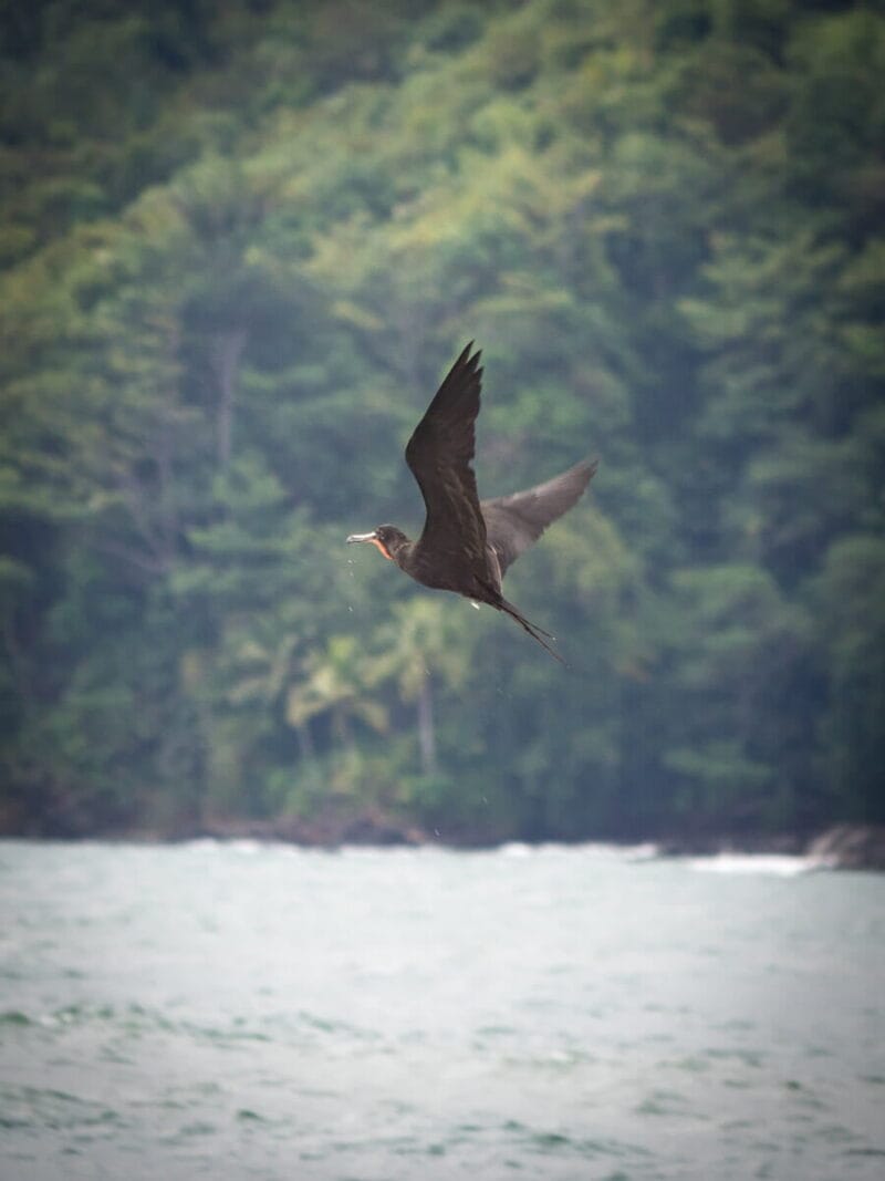 Birdwatching en Colombia, los mejores lugares para el avistamiento de aves