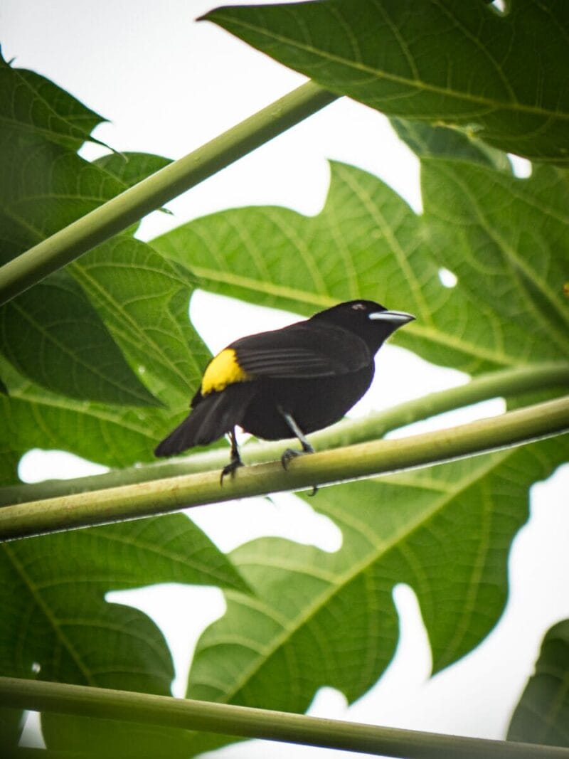 Birdwatching en Colombia, los mejores lugares para el avistamiento de aves