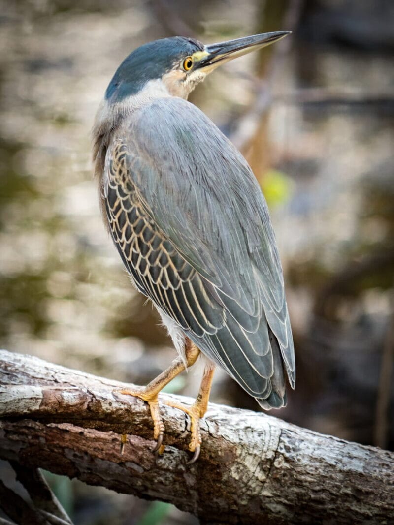 Birdwatching en Colombia, los mejores lugares para el avistamiento de aves