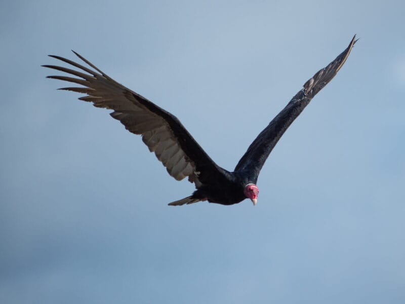 Birdwatching en Colombia, los mejores lugares para el avistamiento de aves