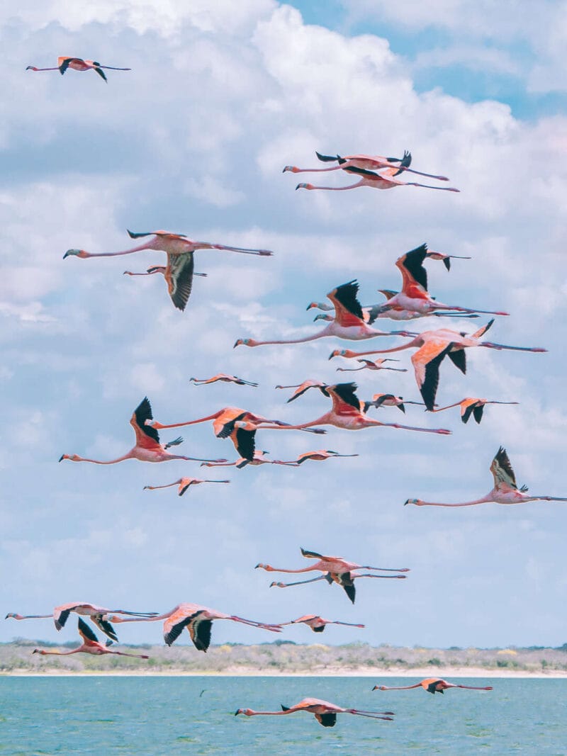 Birdwatching en Colombia, los mejores lugares para el avistamiento de aves