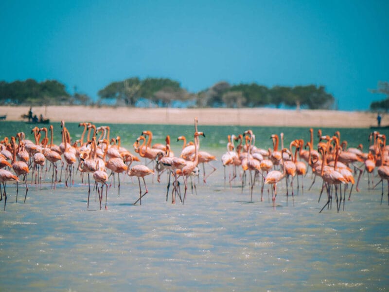 Birdwatching en Colombia, los mejores lugares para el avistamiento de aves