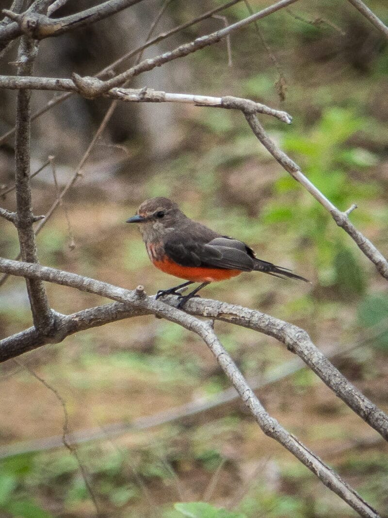 Birdwatching en Colombia, los mejores lugares para el avistamiento de aves