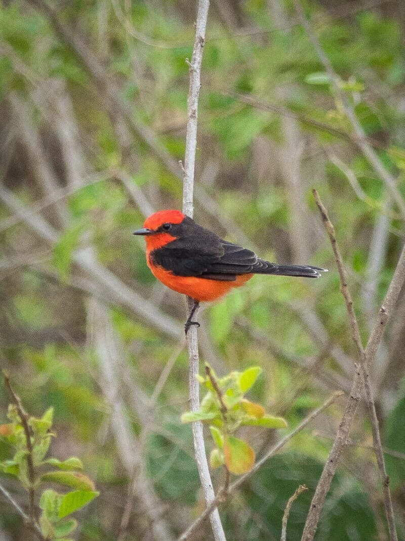 Birdwatching en Colombia, los mejores lugares para el avistamiento de aves