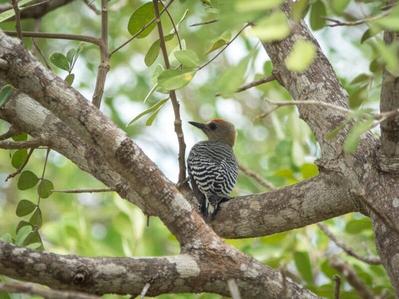 Birdwatching en Colombia, los mejores lugares para el avistamiento de aves