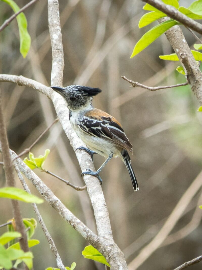 Birdwatching en Colombia, los mejores lugares para el avistamiento de aves