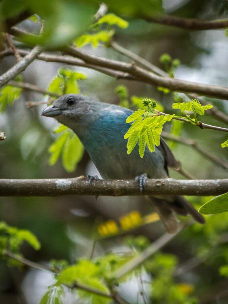 Birdwatching en Colombia, los mejores lugares para el avistamiento de aves