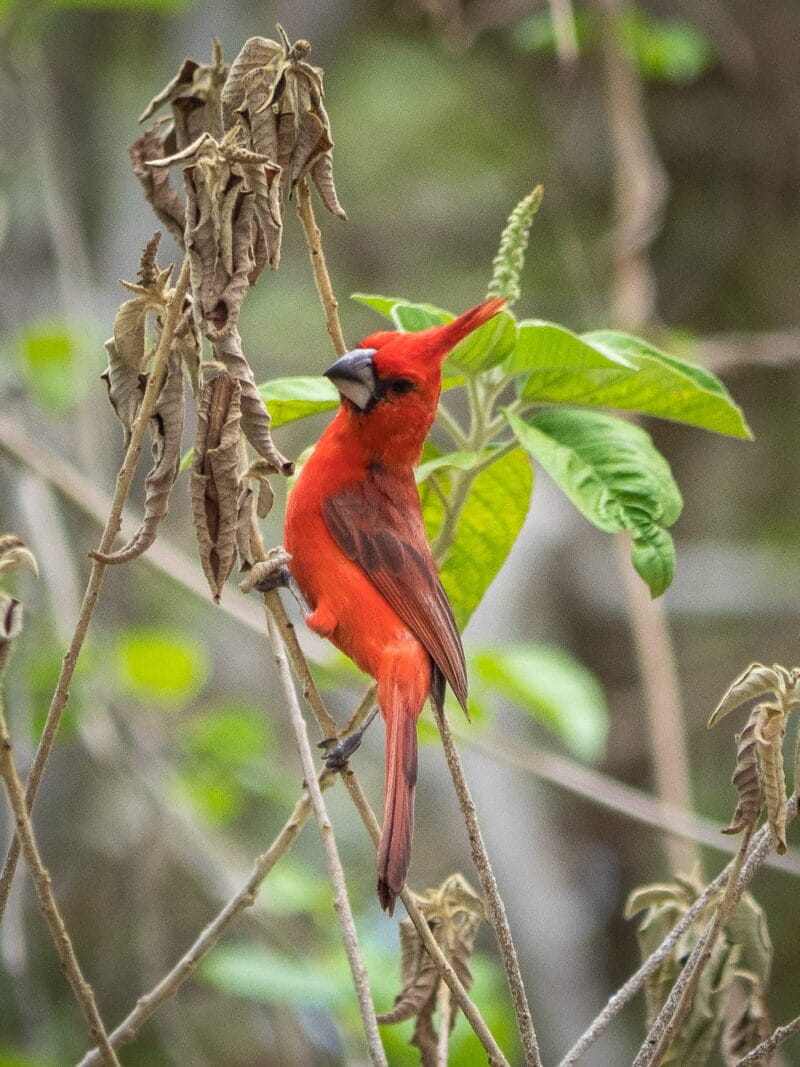 Birdwatching en Colombia, los mejores lugares para el avistamiento de aves