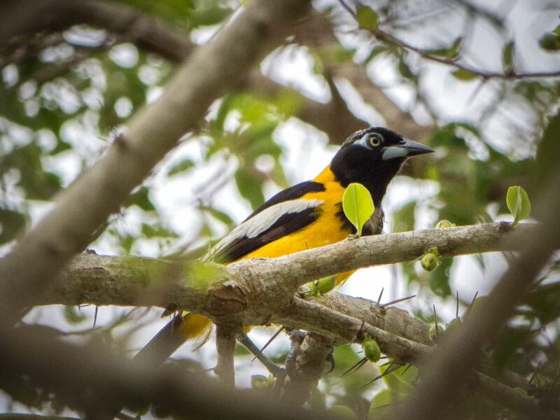 Birdwatching en Colombia, los mejores lugares para el avistamiento de aves