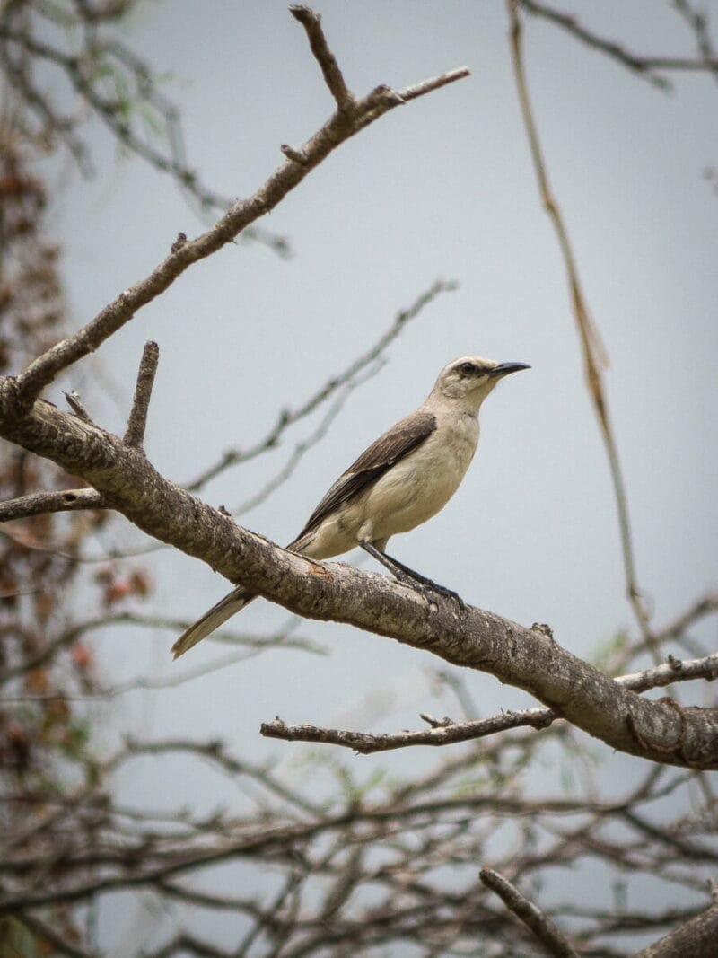 Birdwatching en Colombia, los mejores lugares para el avistamiento de aves