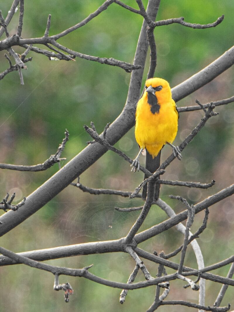 Birdwatching en Colombia, los mejores lugares para el avistamiento de aves