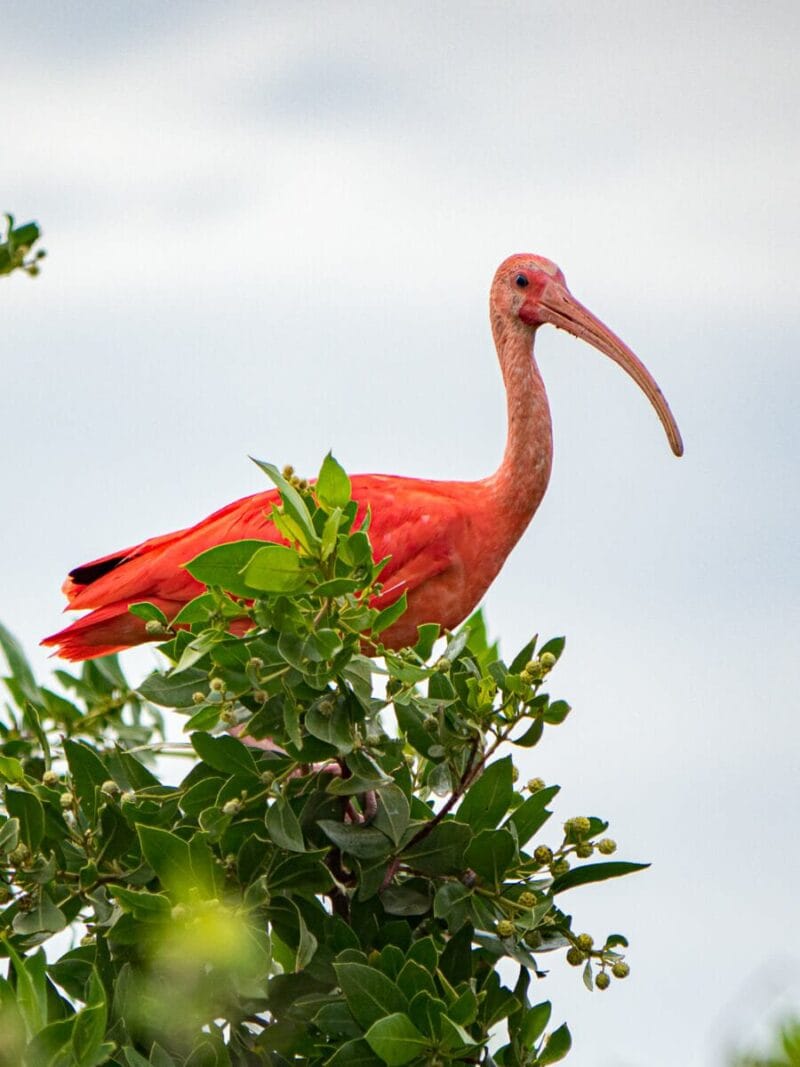 Birdwatching en Colombia, los mejores lugares para el avistamiento de aves