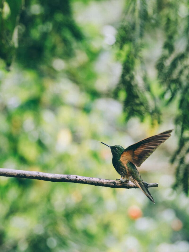 Birdwatching en Colombia, los mejores lugares para el avistamiento de aves