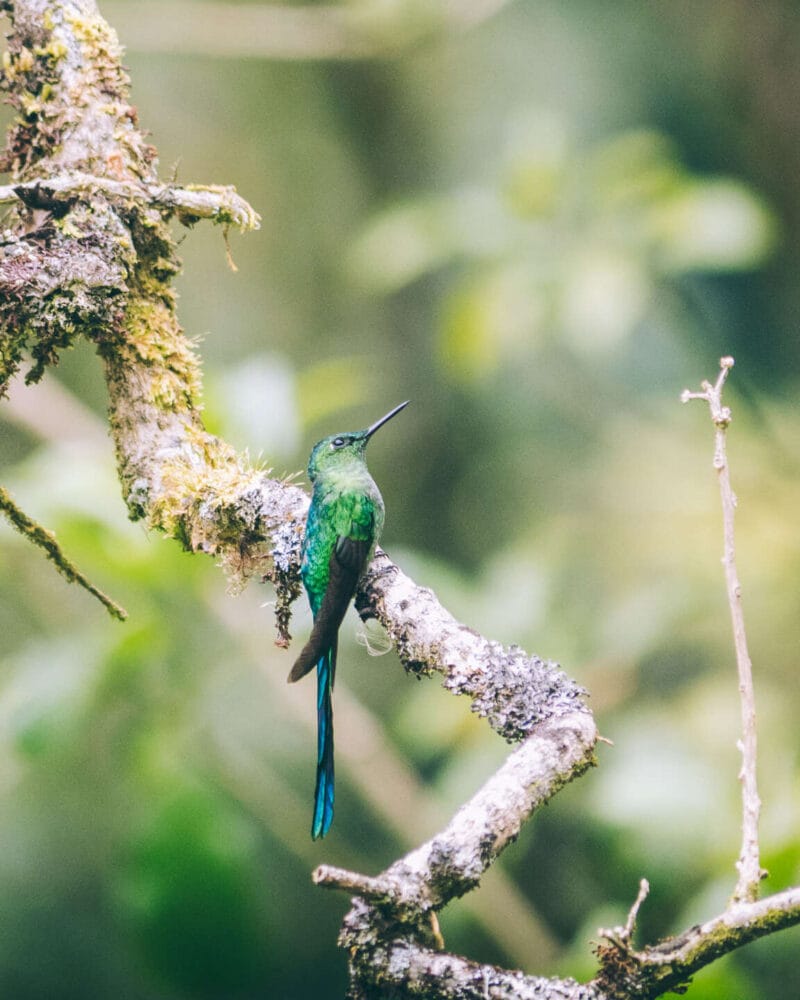 Birdwatching en Colombia, los mejores lugares para el avistamiento de aves