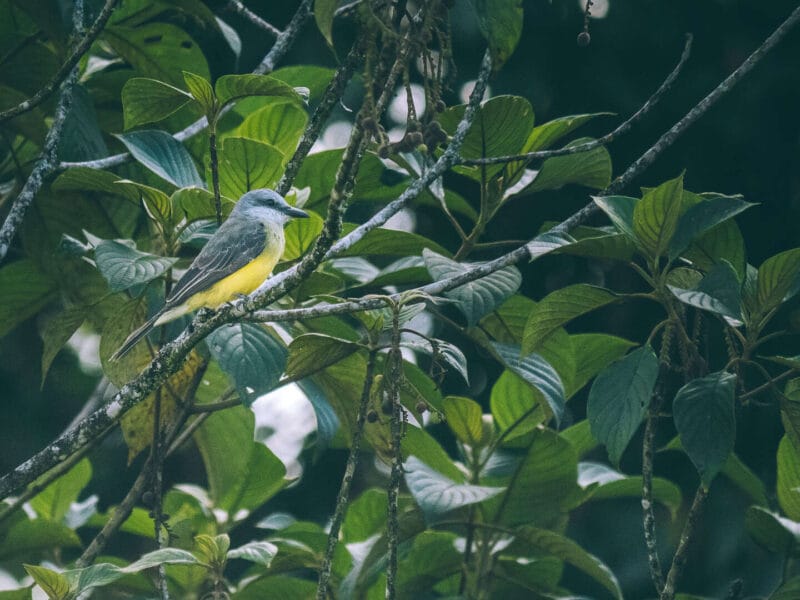 Birdwatching en Colombia, los mejores lugares para el avistamiento de aves