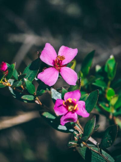 Paramo de Chingaza, Lagunas de Siecha