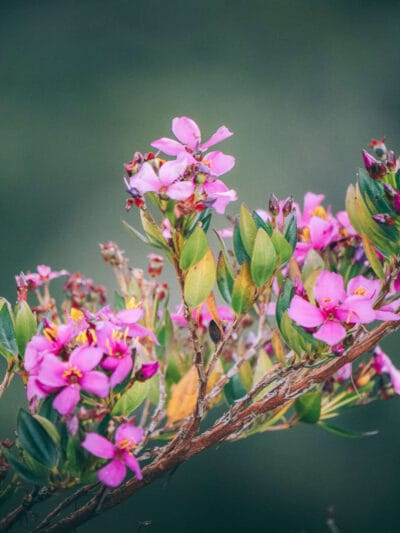 Paramo de Chingaza, Lagunas de Siecha