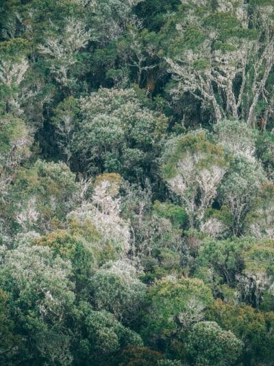 Paramo de Chingaza, Lagunas de Siecha