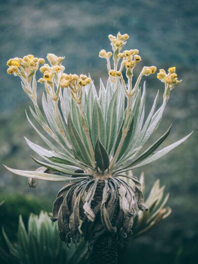 Paramo de Chingaza, Lagunas de Siecha