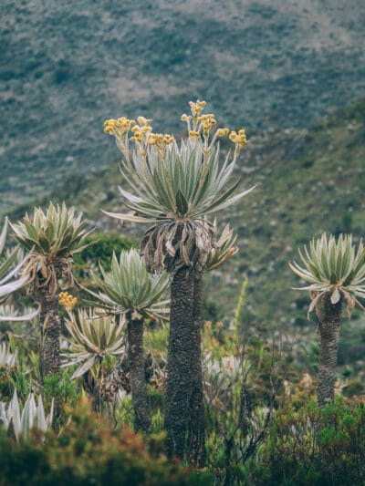 Paramo de Chingaza, Lagunas de Siecha