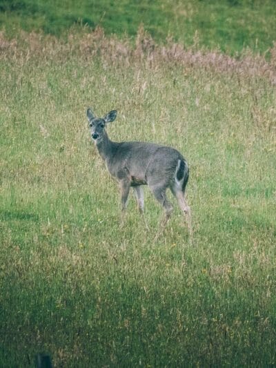 Paramo de Chingaza, Lagunas de Siecha
