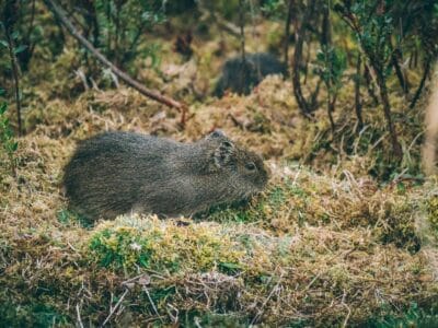 Paramo de Chingaza, Lagunas de Siecha