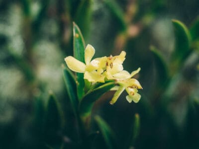 Paramo de Chingaza, Lagunas de Siecha