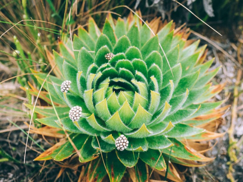 Paramo de Chingaza, Lagunas de Siecha