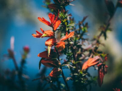 Paramo de Chingaza, Lagunas de Siecha