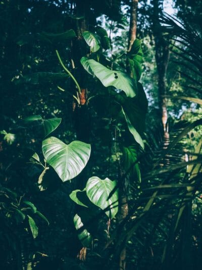 Punta Brava en Arusi, 3 días increíbles entre selva y mar