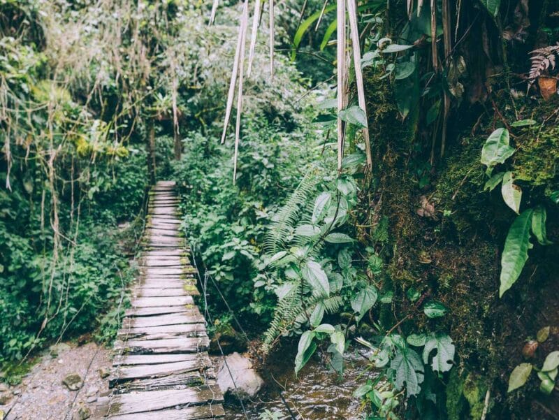 Valle del Cocora : Una caminata imperdible