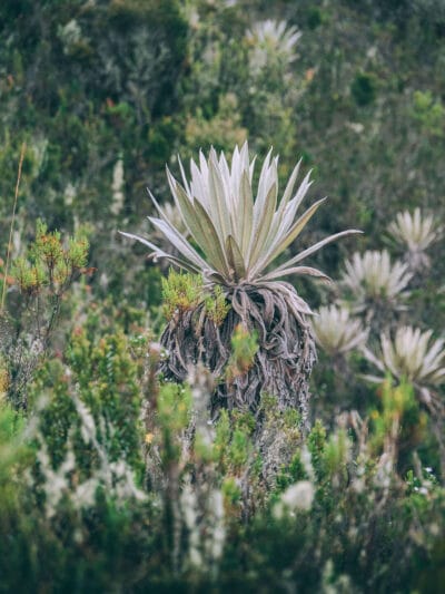 Paramo de Chingaza, Lagunas de Siecha