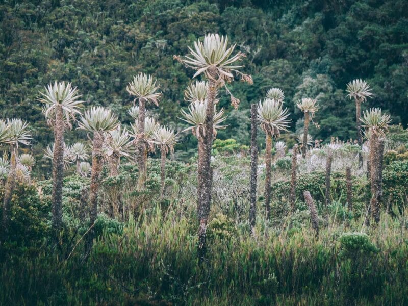 Paramo de Chingaza, Lagunas de Siecha