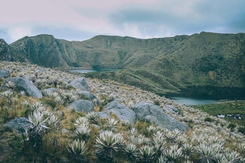 Paramo de Chingaza, Lagunas de Siecha