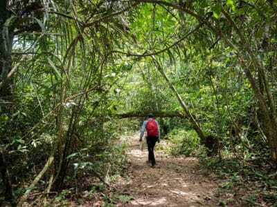 Cerro azul en el Guaviare, la Capilla sixtina del Amazonas