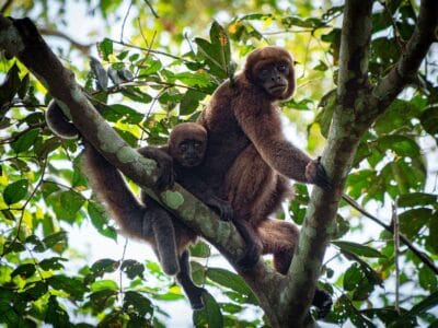 Cerro azul en el Guaviare, la Capilla sixtina del Amazonas