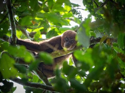 Cerro azul en el Guaviare, la Capilla sixtina del Amazonas