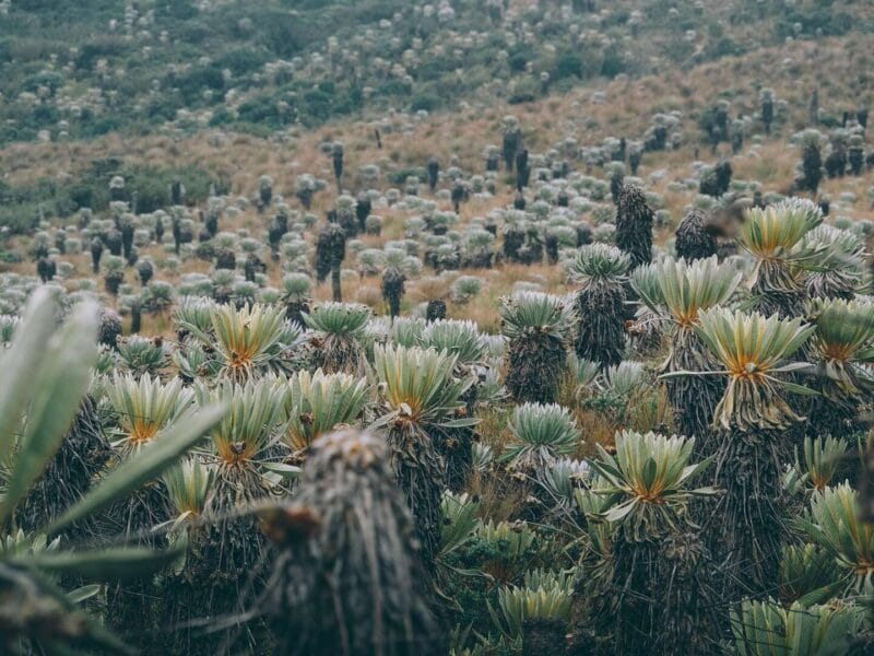 Paramo de Oceta, una caminata inolvidable