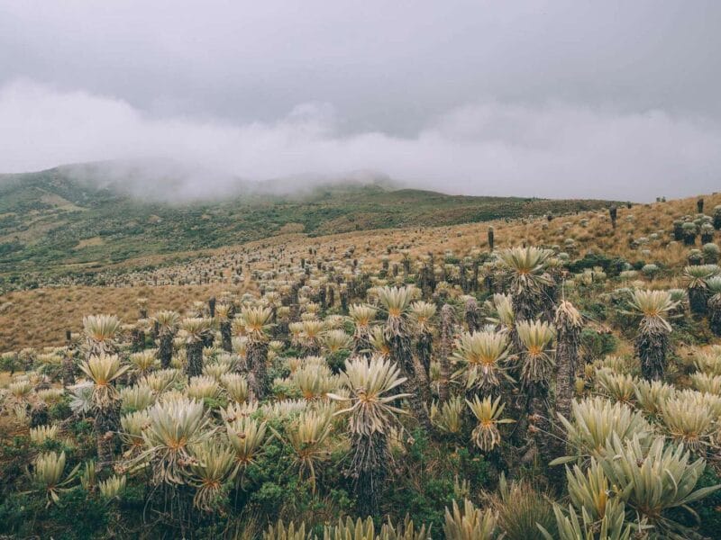 Paramo de Oceta, una caminata inolvidable