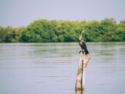 Nueva Venecia y los pueblos palafitos de la Cienaga Grande