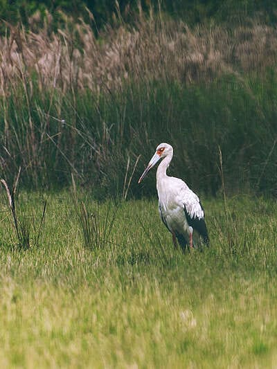 Inmersión en el llano profundo : 6 días en el corazón del Casanare