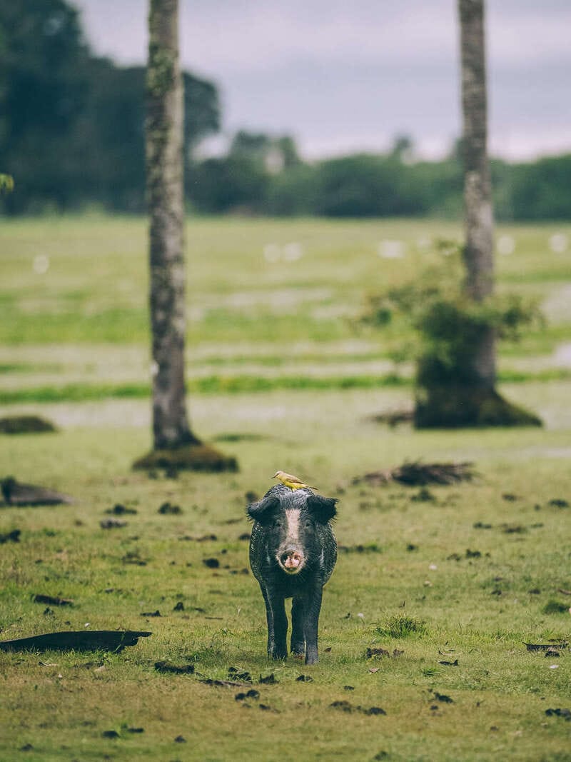 Inmersión en el llano profundo : 6 días en el corazón del Casanare