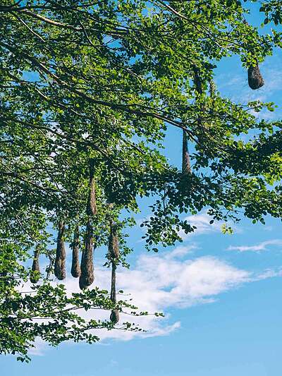 Inmersión en el llano profundo : 6 días en el corazón del Casanare