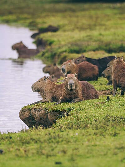Safari llanero en el Casanare