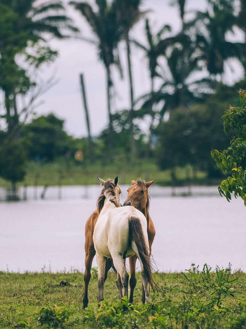 Safari llanero en el Casanare