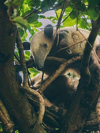 Safari llanero en el Casanare