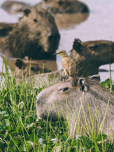 Safari llanero en el Casanare