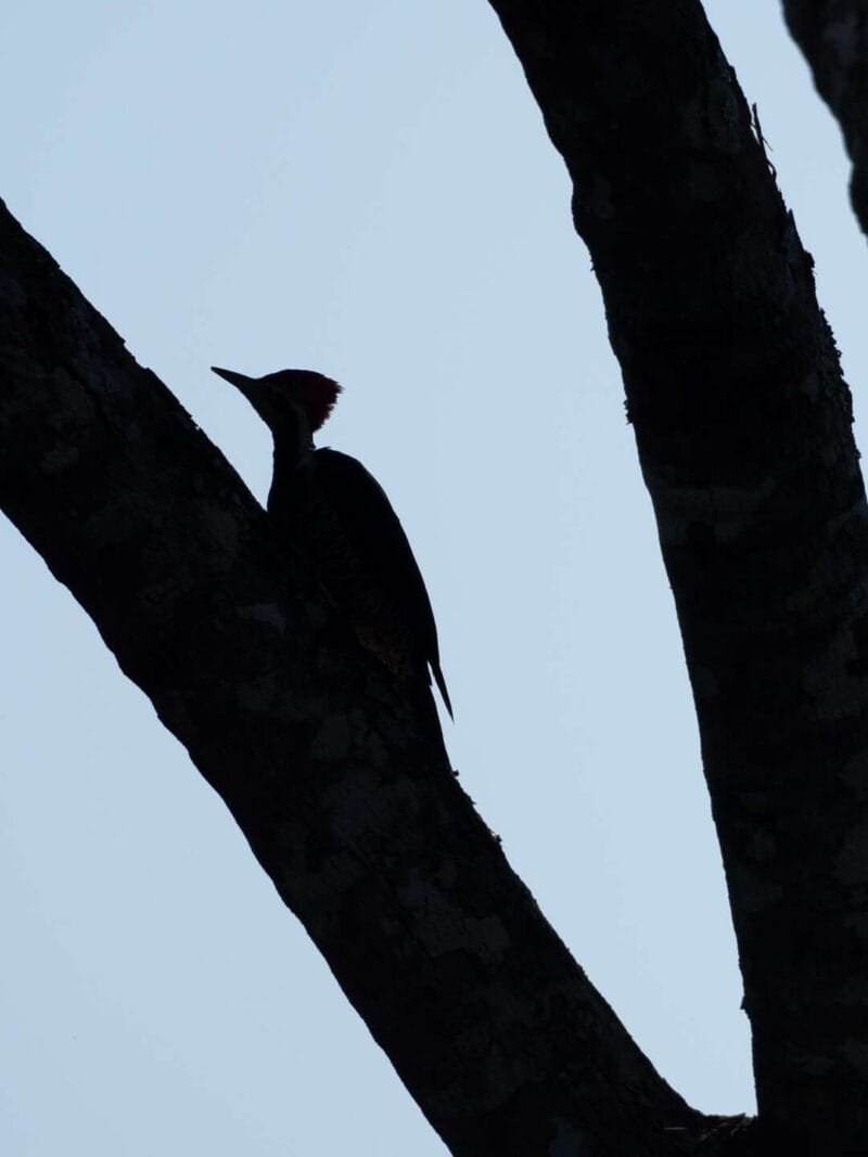 Birdwatching en Colombia, los mejores lugares para el avistamiento de aves